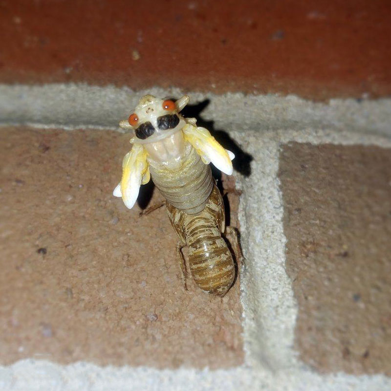 Agricultural weather stations help the breeding of cicadas